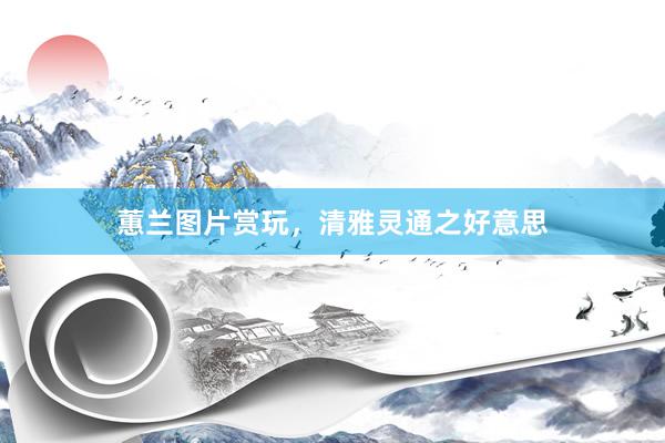 蕙兰图片赏玩，清雅灵通之好意思